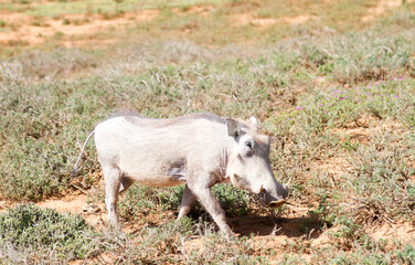 Fototapeta premium Addo Elephant National Park: warthog covered in fine white dust from a mudbath