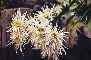 flor