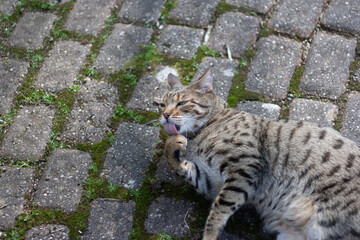 Tabby cat lying on the ground licking its paw