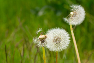 Dandelion on a green field