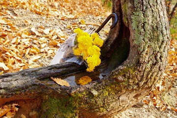 umbrella with yellow chrysanthemums by an old tree in an autumn park