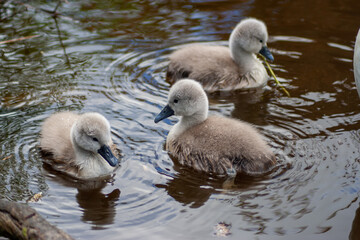 Trio of cygnets swimming on the water