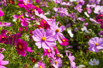 Cosmos flowers in a park