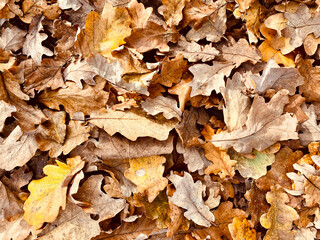 Herbstliche Blätter auf dem Boden