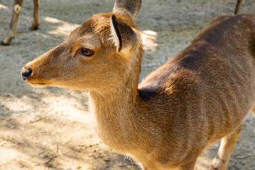 奈良公園の鹿