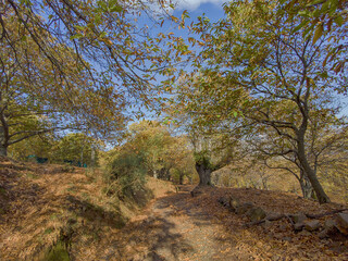 caminando por los castaños del valle del genal en la estación del otoño, Andalucía
