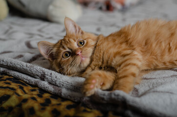 Cute playful kitten at home. Red orange cat