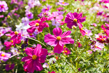 Cosmos flowers in a park