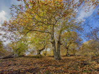 caminando por los castaños del valle del genal en la estación del otoño, Andalucía