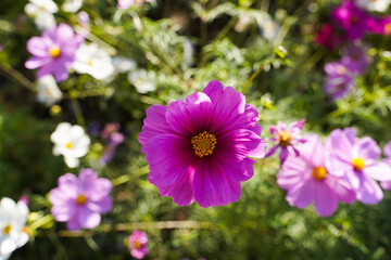 Obraz premium Cosmos flowers in a park