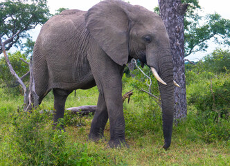 Elephant in the middle of lush vegetation, natural habitat