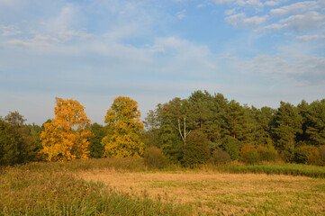autumn landscape with trees
