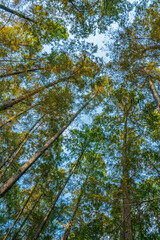 Low angle view of a metasequoia forest.