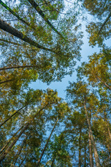 Low angle view of a metasequoia forest.