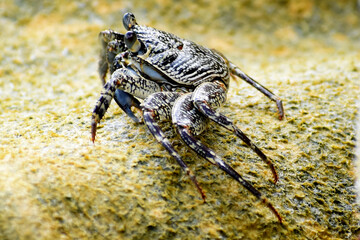 Crab on a rock on a sunny day