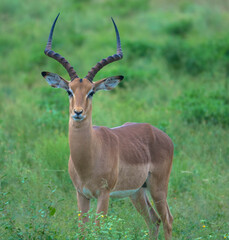 Naklejka na ściany i meble Portrait of an Impala antelope in the savannah, South africa