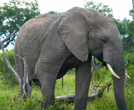 Elephant in the middle of lush vegetation, natural habitat