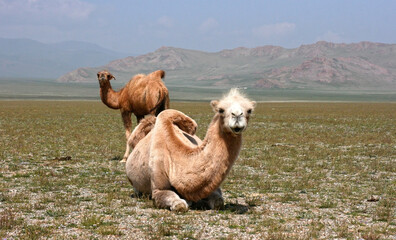 Steppe on a summers day with mountains and group of camels. Herd of camels on the steppe of Mongolia 