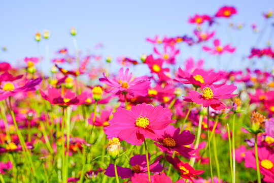 Cosmos flowers in a park © a