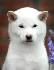 Obraz premium portrait of a hokkaido puppy looking