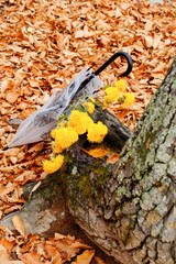 umbrella with yellow chrysanthemums by an old tree in an autumn park