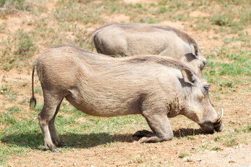 Addo Elephant National Park: a warthog couple grazing together in the summer sun