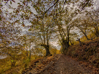 llegada del otoño al bosque del cobre en la sierra de Ronda, Andalucía