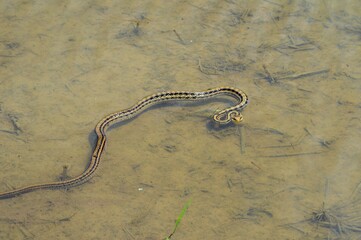 水田にシマヘビ