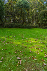 The green grass in a park, early autumn days.