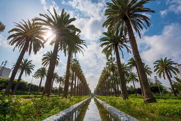 Panorama of Palm trees in The Arab League Park ( Parc de la Ligue Arabe ) in Casablanca, Morocco. Main attraction and beautiful green garden in the center of the city. next to the Cathedral - obrazy, fototapety, plakaty