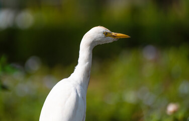 The cattle egret ( Bubulcus ibis ) is a cosmopolitan species of heron (family Ardeidae) found in the tropics, subtropics, and warm-temperate zones. View in Casablanca, Morocco