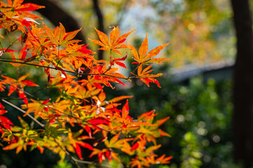 Close view of red maple leaves.
