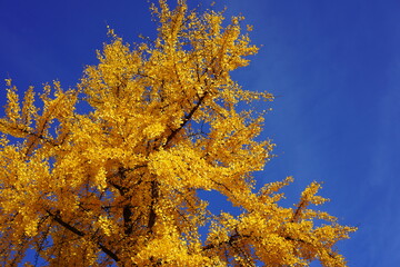 Herbstlicher Baum (Gingko) mit gelbem Blättern bei blauem Himmel und strahlendem Sonnenschein