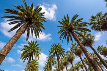 Obraz na płótnie Canvas Palm trees at blue sky background in Casablanca, Morocco. Main attraction and beautiful green garden in the center of the city