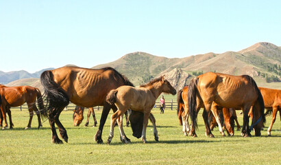 Horses in the mongolian steppe. Landscape with wild horses near the mountain.