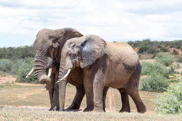 Fototapeta na wymiar Addo Elephant National Park: two eloephant pals at the waterhole in searing summer heat