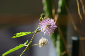 Mimose, Blüte, Mimosenblüte, lila