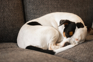 Close up, adorable young american stanford mongrel dog, with black spots, resting on a sofa, selective focus