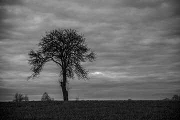 Drzewo czarno białe pole łąka niebo