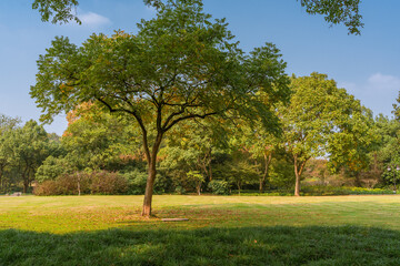 The trees and grass in a park in autumn time.