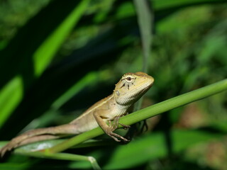 Closeup Oriental garden or Eastern garden or Changeable lizard, Molting chameleon with natural green leaves in the background, Thailand
