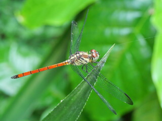 Asiatic Blood Tail dragonfly (Lathrecista asiatica asiatica) with big red eye on plant leaf with natural green background