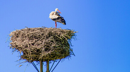 Storch am Nest.