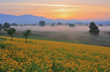 Golden-Wave in Gumi, South Korea