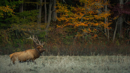 Naklejka na ściany i meble Elk watching in Cataloochee Valley in Smoky Mountains.