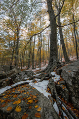 Otoño en el Montseny