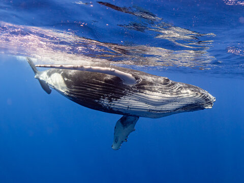Buckelwale auf Moorea