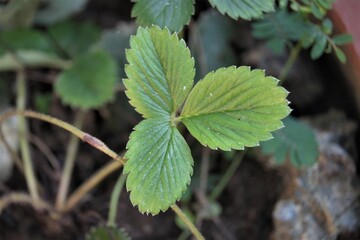 Photo of fresh strawberry leaves