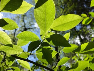 green leaves of a tree