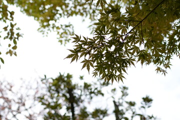 緑色のもみじの葉と空